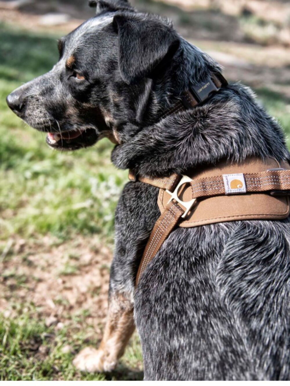 Carhartt adjustible dog harness